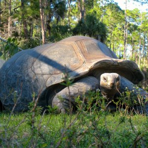 ALDABRA BREEDER