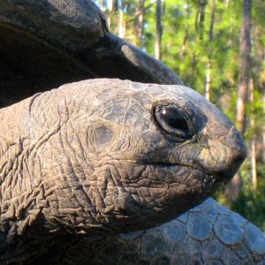 ALDABRA BREEDER