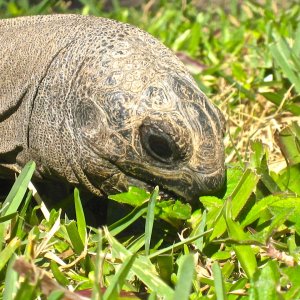 ALDABRA BREEDER