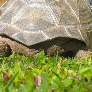 ALDABRA BREEDER