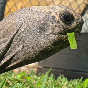 ALDABRA BREEDER