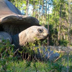 ALDABRA BREEDER