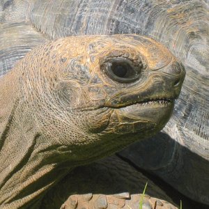 ALDABRA BREEDER