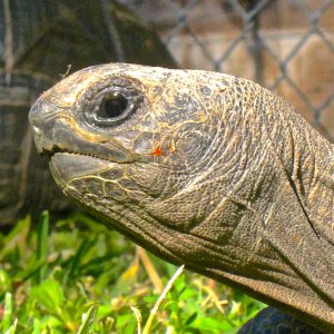 ALDABRA BREEDER