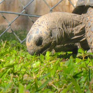 ALDABRA BREEDER