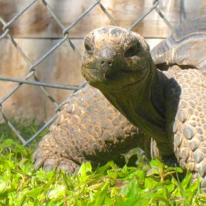 ALDABRA BREEDER