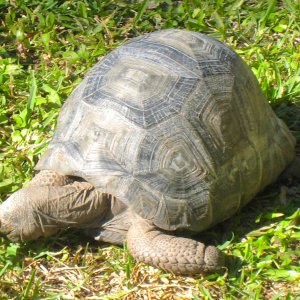 ALDABRA BREEDER