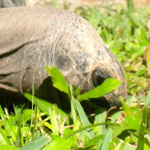 ALDABRA BREEDER