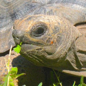 ALDABRA BREEDER