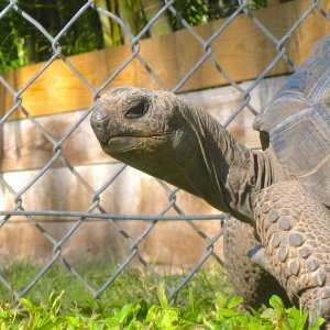 ALDABRA BREEDER