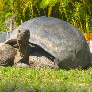ALDABRA BREEDER
