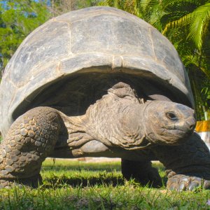 ALDABRA BREEDER