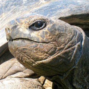 ALDABRA BREEDER