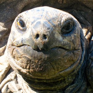 ALDABRA BREEDER