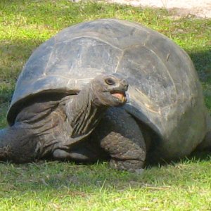 ALDABRA BREEDER