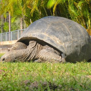 ALDABRA BREEDER