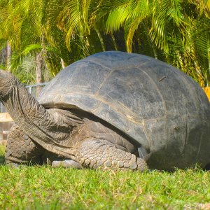 ALDABRA BREEDER