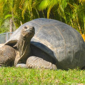 ALDABRA BREEDER