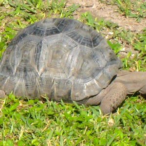 ALDABRA BREEDER