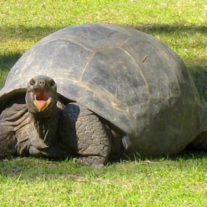 ALDABRA BREEDER