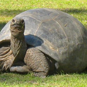 ALDABRA BREEDER