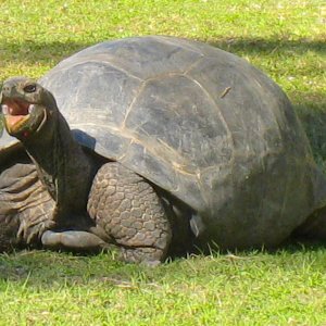 ALDABRA BREEDER