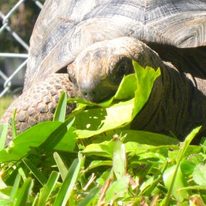 ALDABRA BREEDER