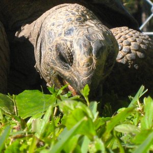 ALDABRA BREEDER