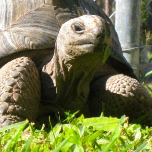 ALDABRA BREEDER