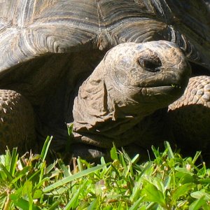 ALDABRA BREEDER