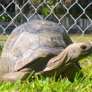 ALDABRA BREEDER