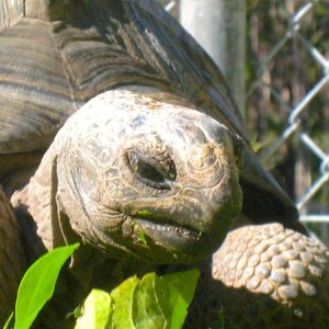 ALDABRA BREEDER
