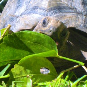 ALDABRA BREEDER