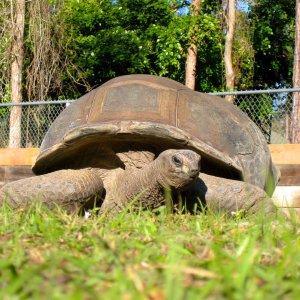 ALDABRA BREEDER