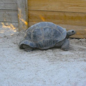 ALDABRA BREEDER
