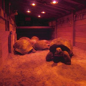 ALDABRA BREEDER