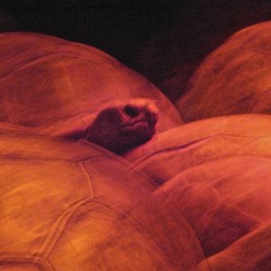 ALDABRA BREEDER