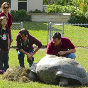 ALDABRA BREEDER