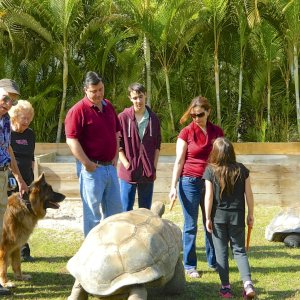 ALDABRA BREEDER