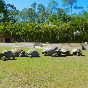 ALDABRA BREEDER