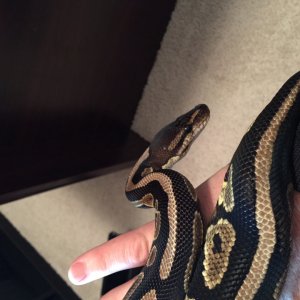 Cinnamon - Female