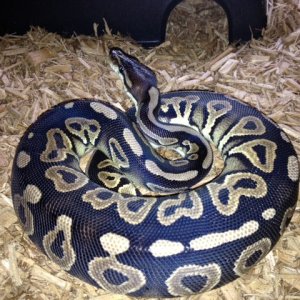 Cinnamon - Female