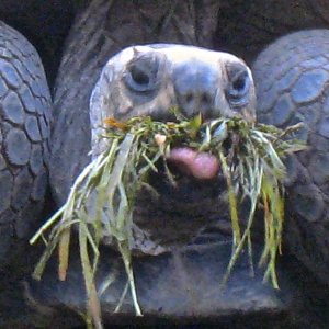 ALDABRA BREEDER