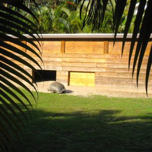 ALDABRA BREEDER