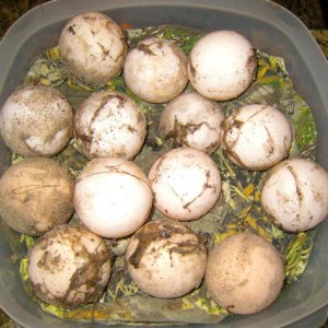 ALDABRA BREEDER