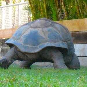ALDABRA BREEDER