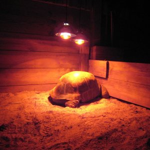 ALDABRA BREEDER