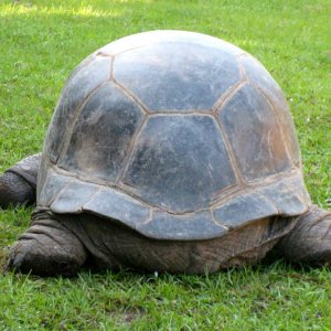 ALDABRA BREEDER