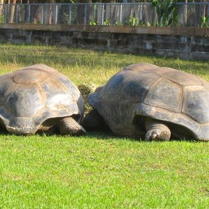 ALDABRA BREEDER
