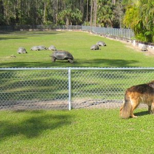 ALDABRA BREEDER